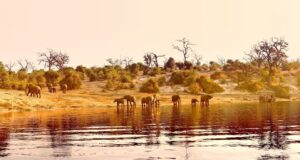 Exploring the Magnificent Chobe River ─ A 3-Day Safari Adventure with Falcon Safaris