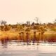Exploring the Magnificent Chobe River ─ A 3-Day Safari Adventure with Falcon Safaris